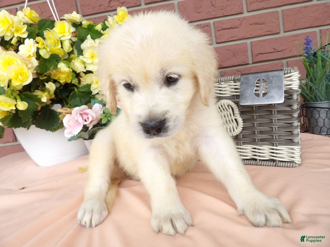 Golden Retriever dogs for sale: Golden Retriever 4 puppies - Image 5