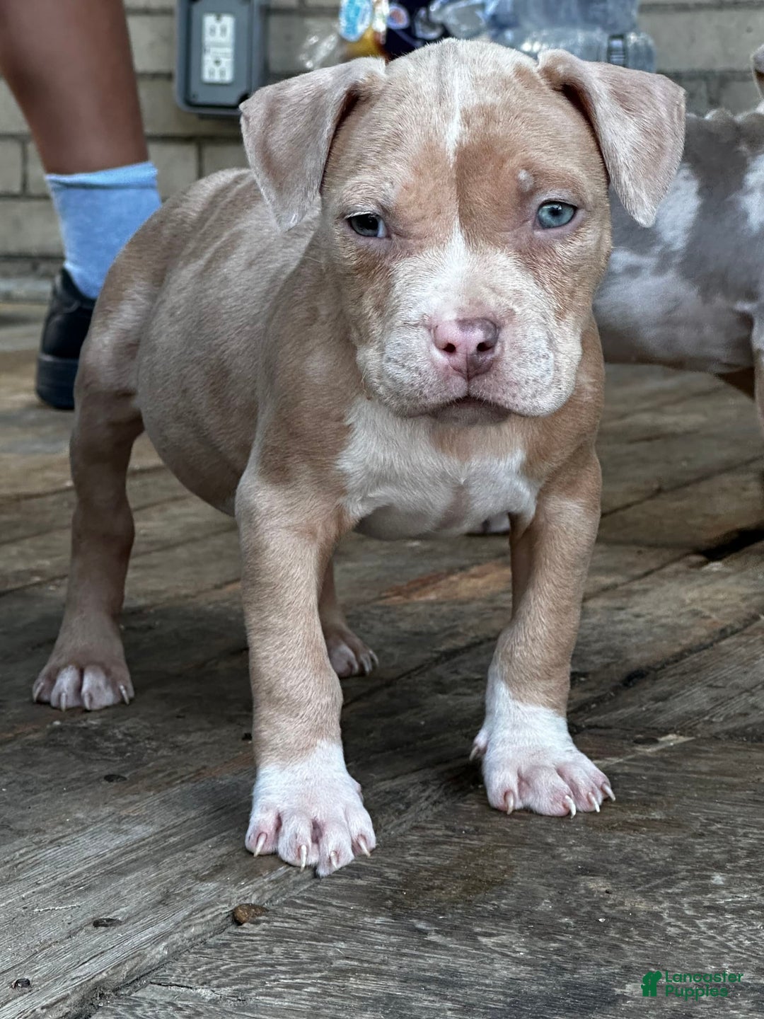 American Bully dogs for sale: Little Leo - Image 6