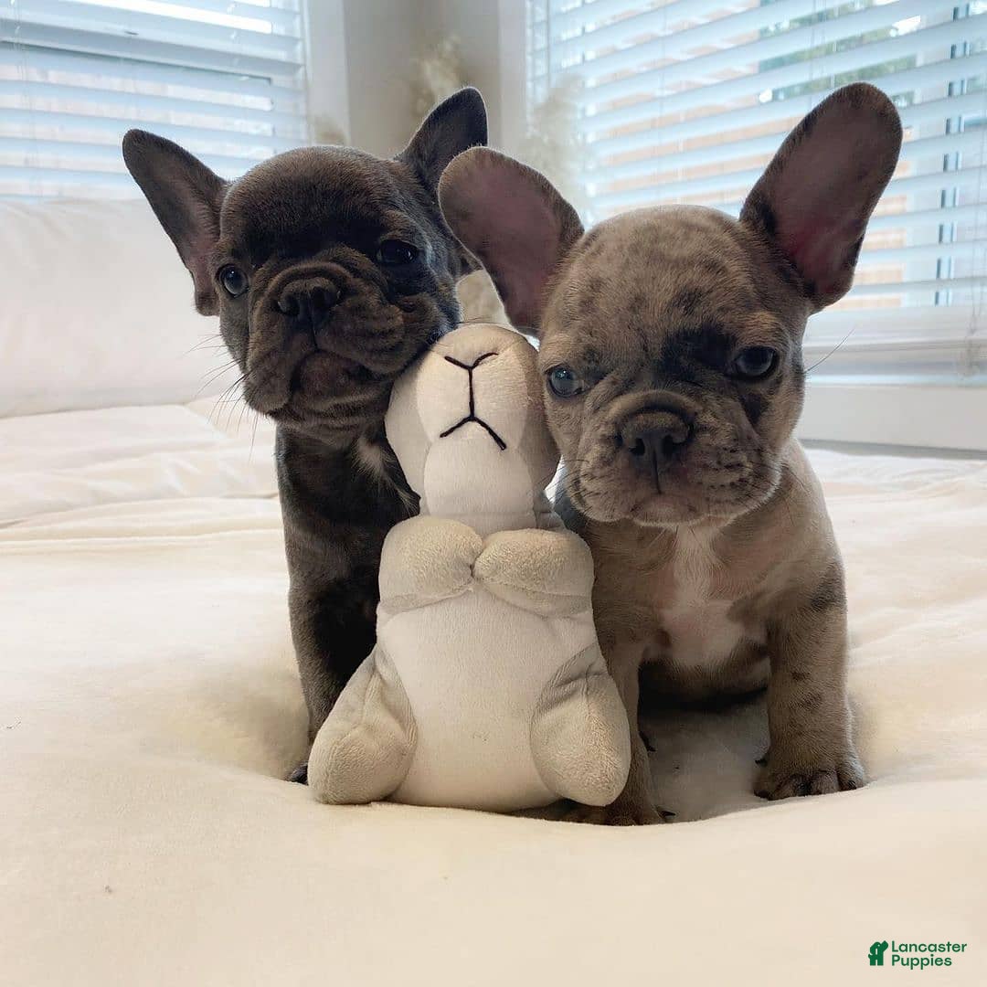 French Bulldog dogs for sale: Rony - Image 1