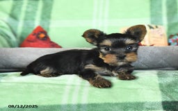 Yorkshire Terrier dogs for sale: Lucky - Image 3