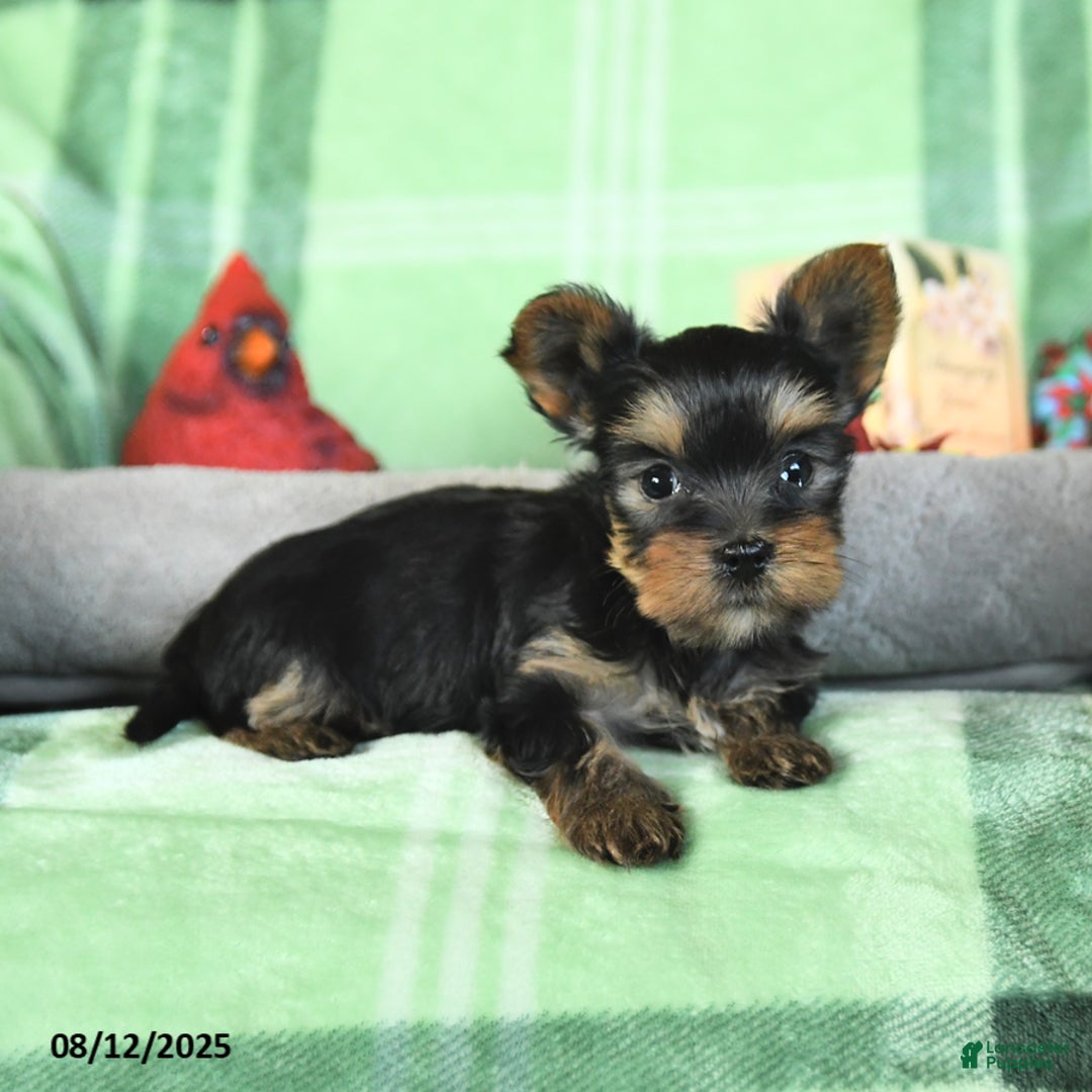 Yorkshire Terrier dogs for sale: Lucky - Image 3