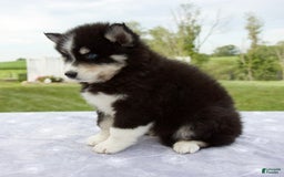 Pomsky dogs for sale: Ben - Image 3