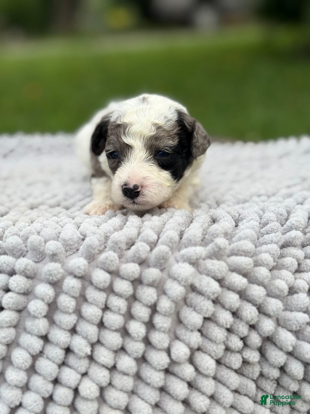 Maltipoo dogs for sale: Maribel - Listing for pets: Avery, Maribel, Isabella, Hudson, Huxley - Image 3