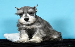 Miniature Schnauzer dogs for sale: Kona - Image 9