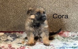 German Shepherd dogs for sale: Cora - Image 3