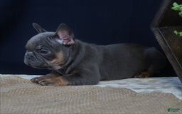 French Bulldog dogs for sale: Hank - Image 4