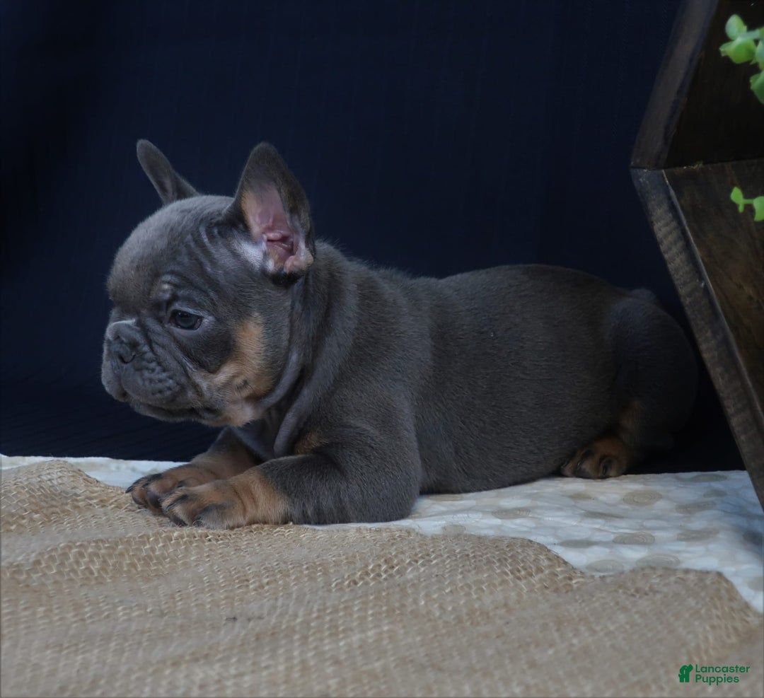 French Bulldog dogs for sale: Hank - Image 4