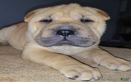 Shar Pei dogs for sale: RUDI - Image 1