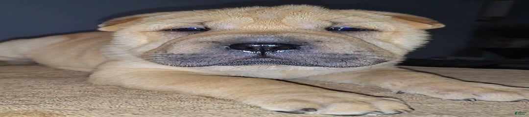 RUDI