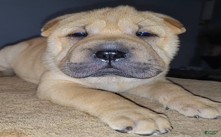 Shar Pei dogs for sale - Ad 4