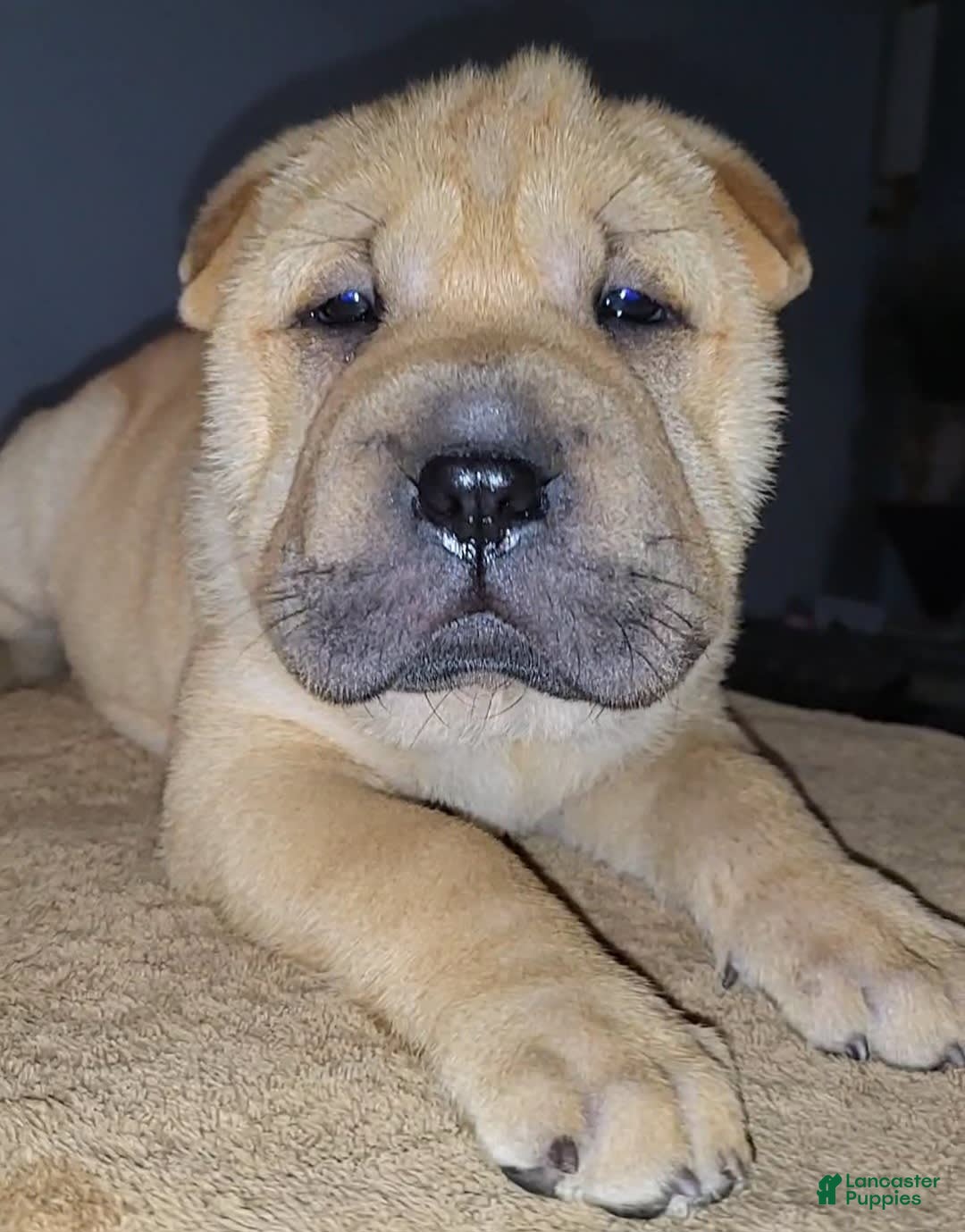 Shar Pei dogs for sale: RUDI - Image 1