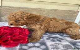 Eskipoo dogs for sale: Leo - Image 4