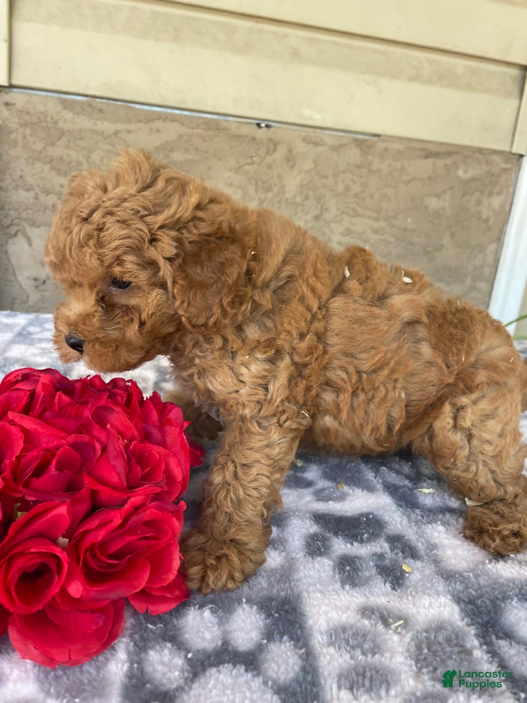 Eskipoo dogs for sale: Leo - Image 4