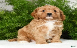Cavapoo dogs for sale: Mighty - Image 8