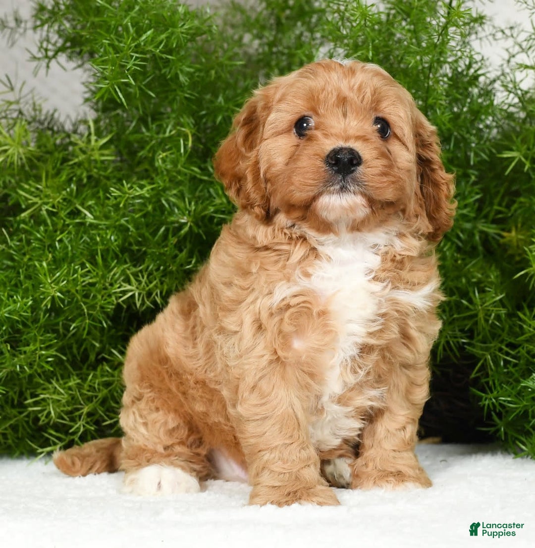 Cavapoo dogs for sale: Mighty - Image 8