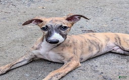Whippet dogs for sale: Billy - Image 2