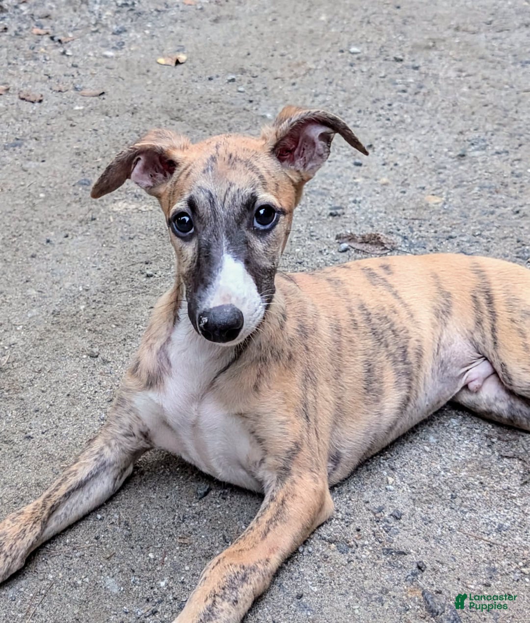 Whippet dogs for sale: Billy - Image 2
