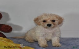 Bichpoo dogs for sale: Cinderella - Image 4
