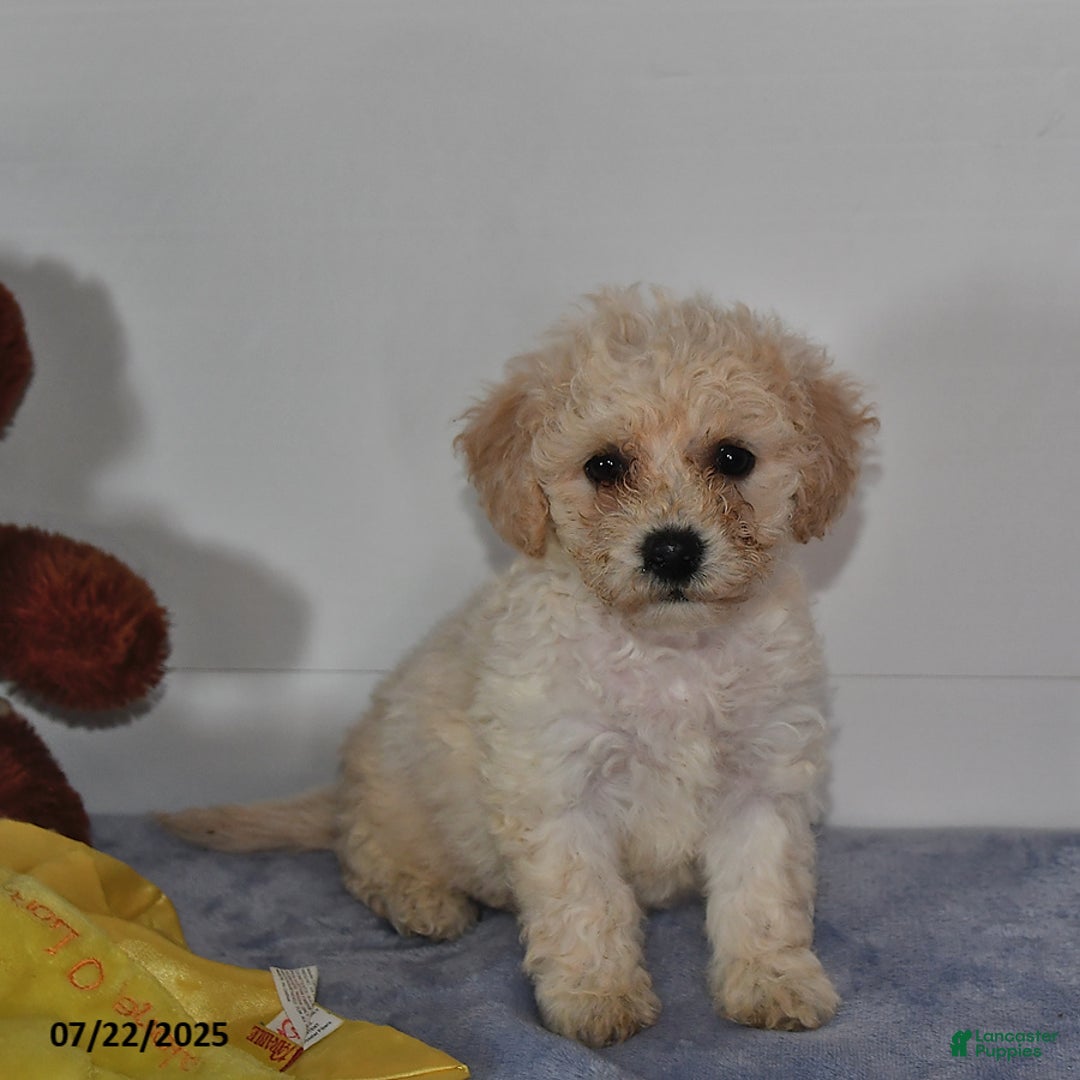 Bichpoo dogs for sale: Cinderella - Image 4
