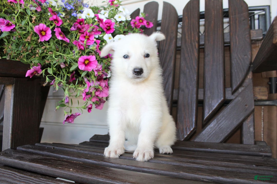 German Shepherd dogs for sale: Jim - Image 5