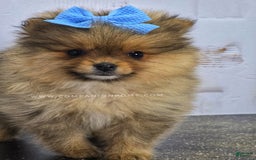 Pomeranian dogs for sale: Wish Bear - Image 3