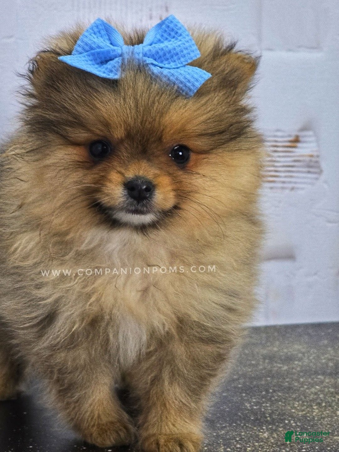 Pomeranian dogs for sale: Wish Bear - Image 3