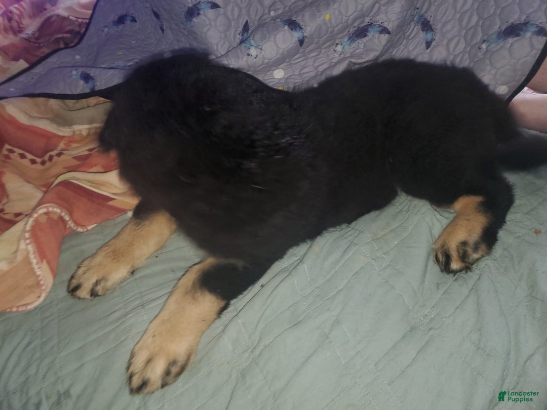 Tibetan Mastiff dogs for sale: Tortellini - Image 6