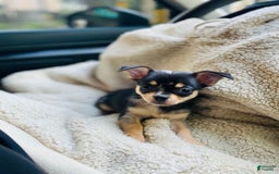 Chihuahua dogs for sale: Benny - Image 2
