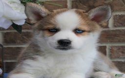 Pomsky dogs for sale: Archer - Image 3