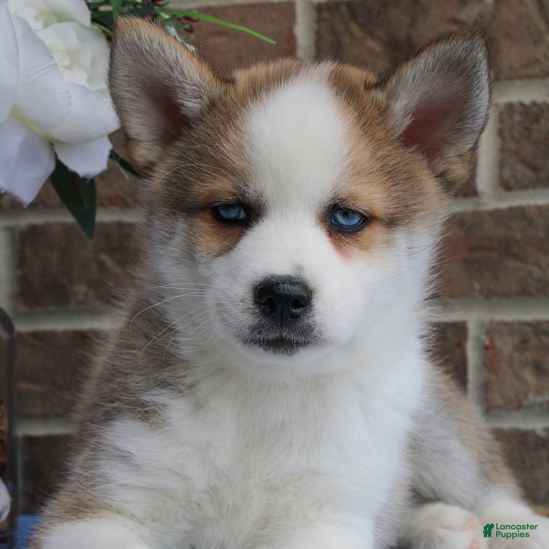 Pomsky dogs for sale: Archer - Image 3