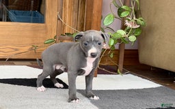 Italian Greyhound dogs for sale: JJ - Image 5