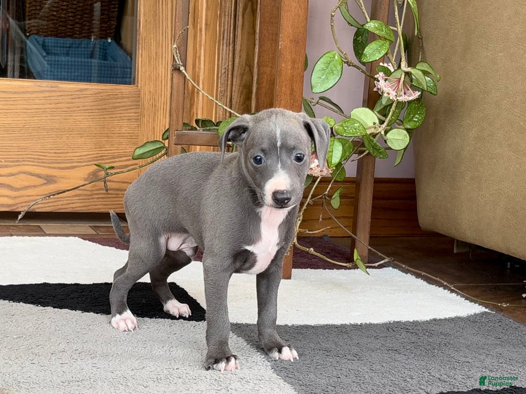 Italian Greyhound dogs for sale: JJ - Image 5