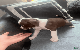 American Bully dogs for sale: Sweetums - Image 7