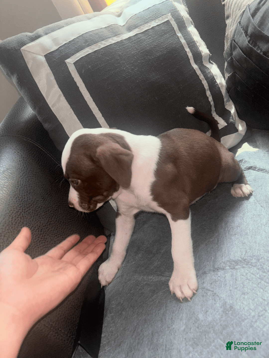 American Bully dogs for sale: Sweetums - Image 7