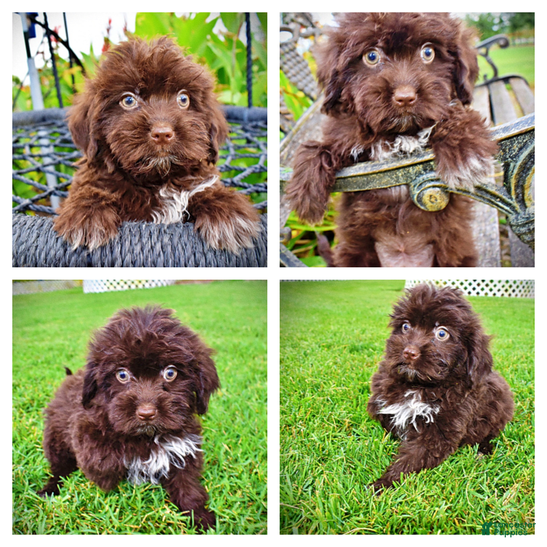 Havapoo dogs for sale: Bubbles - Image 7