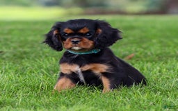 Cavalier King Charles Spaniel dogs for sale: Rocky - Image 11
