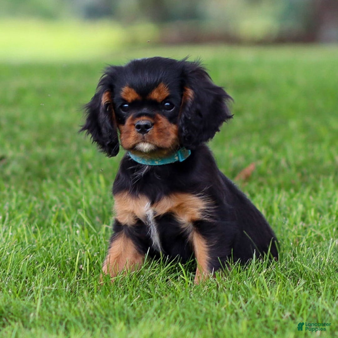 Cavalier King Charles Spaniel dogs for sale: Rocky - Image 11