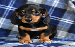 Miniature Dachshund dogs for sale: Sammy - Image 1