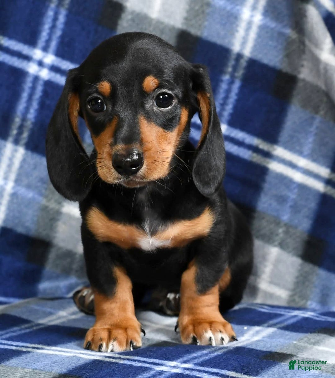 Miniature Dachshund dogs for sale: Sammy - Image 1