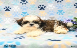 Shih Tzu dogs for sale: Parker - Image 6