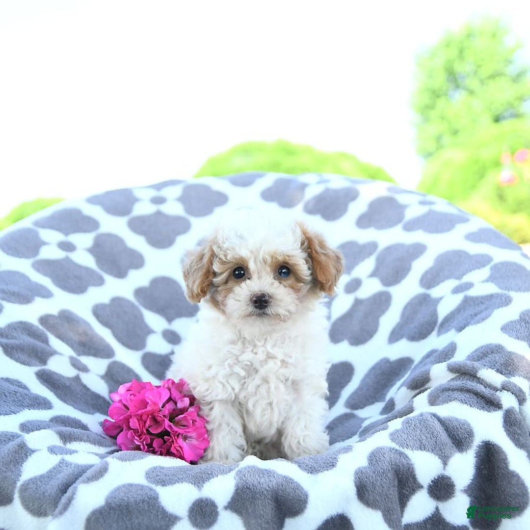 Toy Poodle dogs for sale: Karter - Image 6