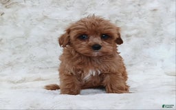 Cavapoo dogs for sale: Amy - Image 2