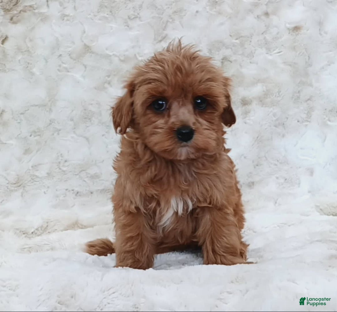 Cavapoo dogs for sale: Amy - Image 2