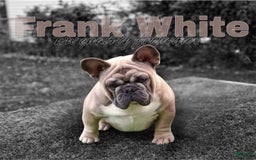 French Bulldog dogs for sale: Frank White - Image 3