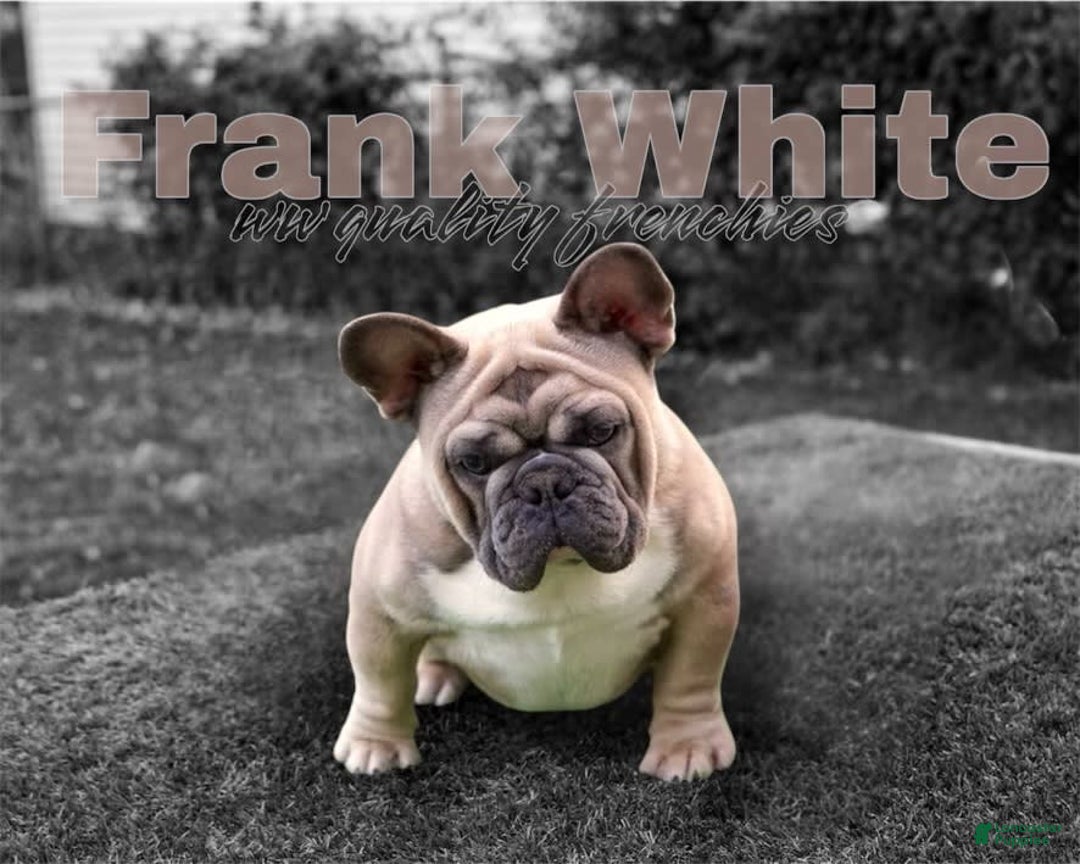 French Bulldog dogs for sale: Frank White - Image 3