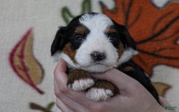 Mini Bernedoodle dogs for sale: Madelyn - Image 1