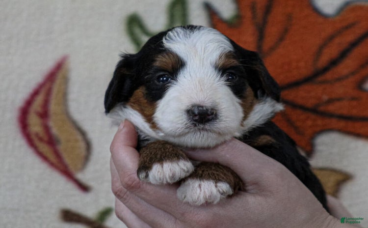 Mini Bernedoodle dogs for sale - Ad 3