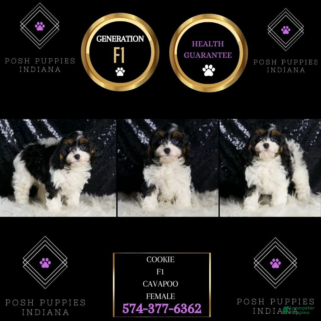Cavapoo dogs for sale: Cookie - Image 1