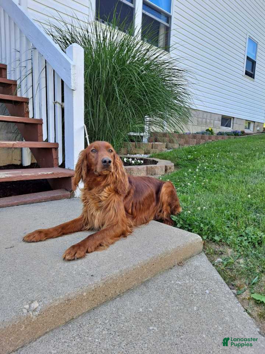 Irish Setter dogs for sale: Maverick - Image 10