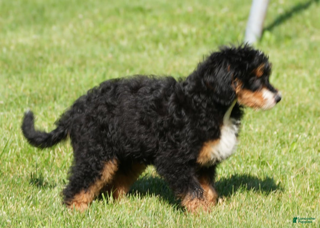 Mini Bernedoodle dogs for sale: Buddy - Image 5